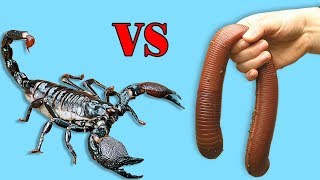 Emperador Escorpión VS Mucho Zophobas Morio