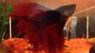 My New Fish (RedToes)