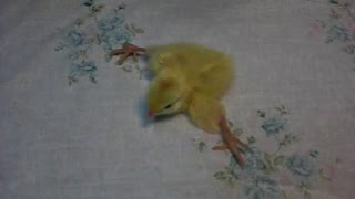 Исправить шпагат у птенцов. To fix the splits on Chicks.