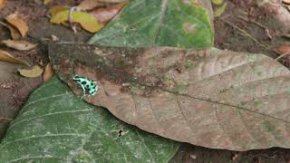 Green and Black "Commander" Poison Dart Frog