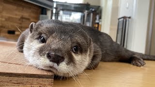 飼い主がトイレに行ってる間にカワウソが大変なことになってた otter almost cried while his owner went to the bathroom.
