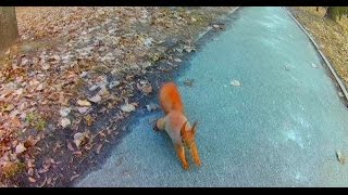 Жесть! В городском парке белка напала на человека!