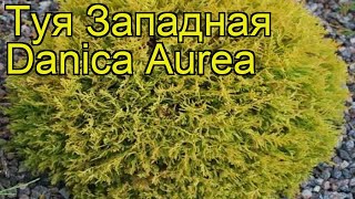 Туя западная Даника Ауреа. Краткий обзор, описание характеристик, где купить саженцы Danica Aurea