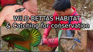 Catching Wild Bettas in THAILAND for breeding conservation! Betta smaragdina natural habitat!