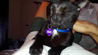 Nov 11  2017  personal care assistant   cat sits on my chest while I recover