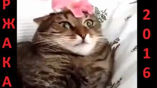 Смешное видео с людьми и животными. Подборка май 2016.