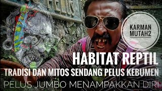 SENDANG PELUS - PELUS JUMBO MENAMPAKAN DIRI