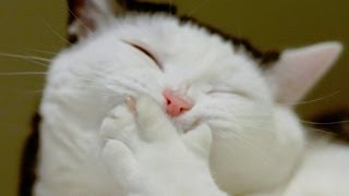 Приколы с животными лето 2014 ● Смех до слез! ● Funny Animals Compilation ● Laughter to tears!