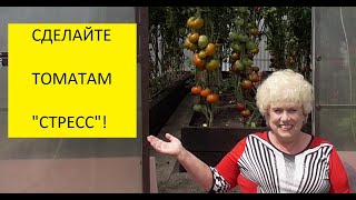 Как ускорить созревание томатов? Очень просто! Вспоминаем "бабушкин метод".