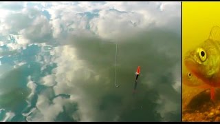 Поклевки окуньков. Подводная съемка. underwater. perch.Рыбалка. Ловля на поплавочную удочку. fishing