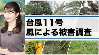 台風11号 風による被害調査