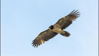 Самая большая птица Альп снова в Швейцарии