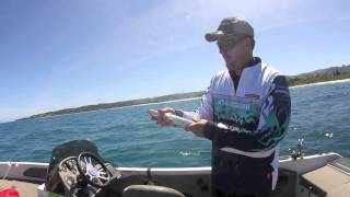 King George Whiting on Marukyu Crabs