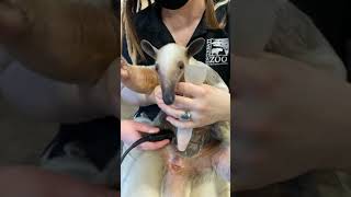 Winter Home Safari - Isla the Tamandua - Cincinnati Zoo