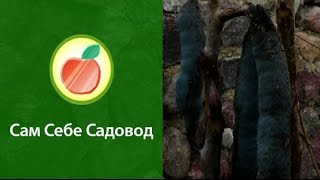 Декенея Фаргеза (Decaisnea fargesii)