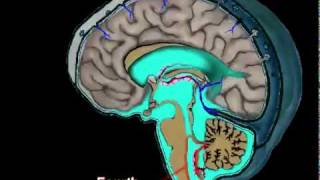 Cerebrospinal Fluid Circulation