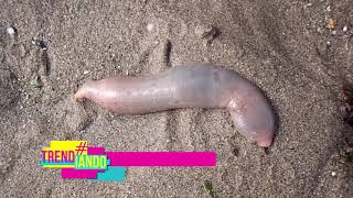 EL PEZ "PENE" UN GUSANO MARINO INUNDA UNA PLAYA EN CALIFORNIA, USA, ES OPERACIÓN PLANETA.