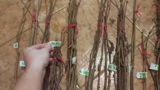 15 сортов фундука: краснолистные и зеленолистные морозостойкие сорта