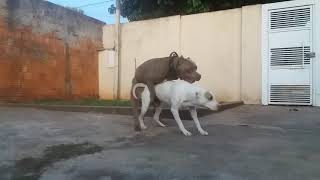 American Bully Hulk cruzando com Apbt Kira