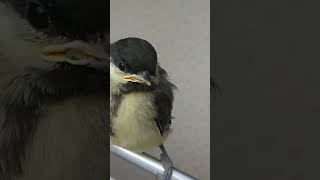 ANGRY BIRD fanny animal bird #short