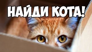 Найди кота, часть 3 ? БУДЬ В КУРСЕ TV