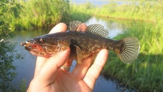 Видеоотчет: Ловля окуня и ротана на микроджиг / Perch and Amur Sleeper fishing. MicroJig