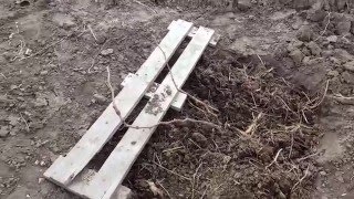 Весна на винограднике, удобрение для винограда.