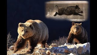Медведи учуяли кабана | Film Studio Aves