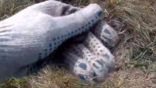 Копаем по скошенной траве