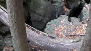 Прогулка по осеннему лесу   (Fall colours)