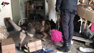 Bombe micidiali, armi e droga: scoperta "Santabarbara" in una abitazione alla periferia di Foggia