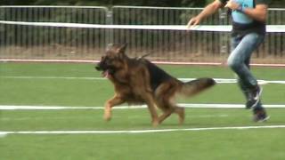 BRUNO Haus Strebling BSZS 2015 - Jacentus-video