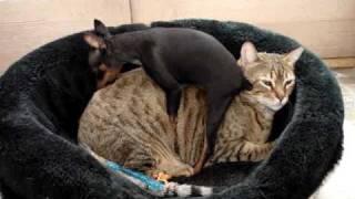 Xena Min pin and Dutchie Bangel