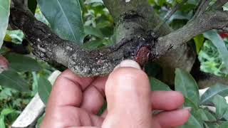 Cách nhận biết nấm bệnh trên cây mai và cách điều trị