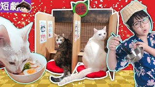 【短劇】貓籃拉麵店開張了![NyoNyoTV妞妞TV玩具]