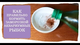Как правильно кормить замороженным кормом рыбок смесь мотыль, коретра кормление аквариумных рыбок