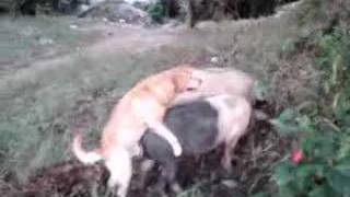 Duke Guerreiro - Ataca novamente vai nascer Porcao
