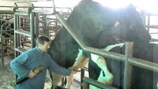 Semen collection from bull 1