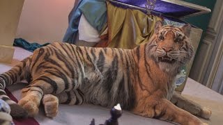 Tiger Rat Rig BreakDown