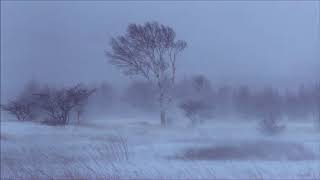 1H Snowstorm Blizzard Wind Sound Relaxing Tempesta di Neve