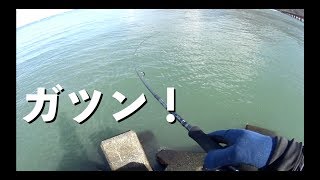 真冬の河口にシーバスを追う 編