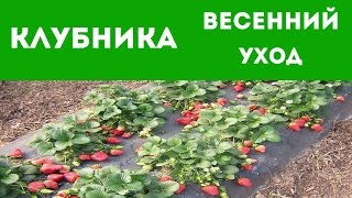 ЧТО ДЕЛАТЬ С КЛУБНИКОЙ ВЕСНОЙ, ЧТОБЫ ПОЛУЧИТЬ БОГАТЫЙ УРОЖАЙ?