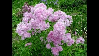 Василистник водосборолистный Thalictrum aquilegifolium