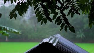 Sleep is Important: Fall Asleep Fast with Relaxing Rain Sounds for Sleeping Problems & Insomnia