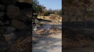 Orijinal has kangal dövüşü(Aras) kardeşimi korudu