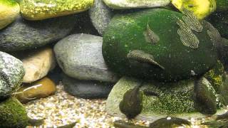 Кормление севеллий Sewellia lineolata Sewellia sp spotted 3411