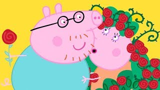 Peppa Pig Official Channel ? Mummy Pig and Daddy Pig's Valentine's Day Special
