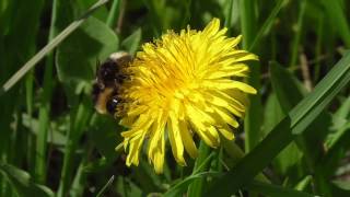 Panasonic HC-V260 test