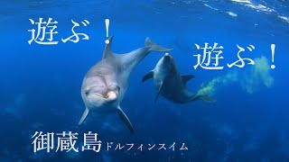 遊ぶ！遊ぶ！御蔵島ドルフィンスイム 4K