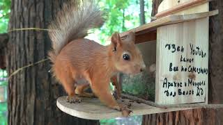 Про взрослую белку / About an adult squirrel